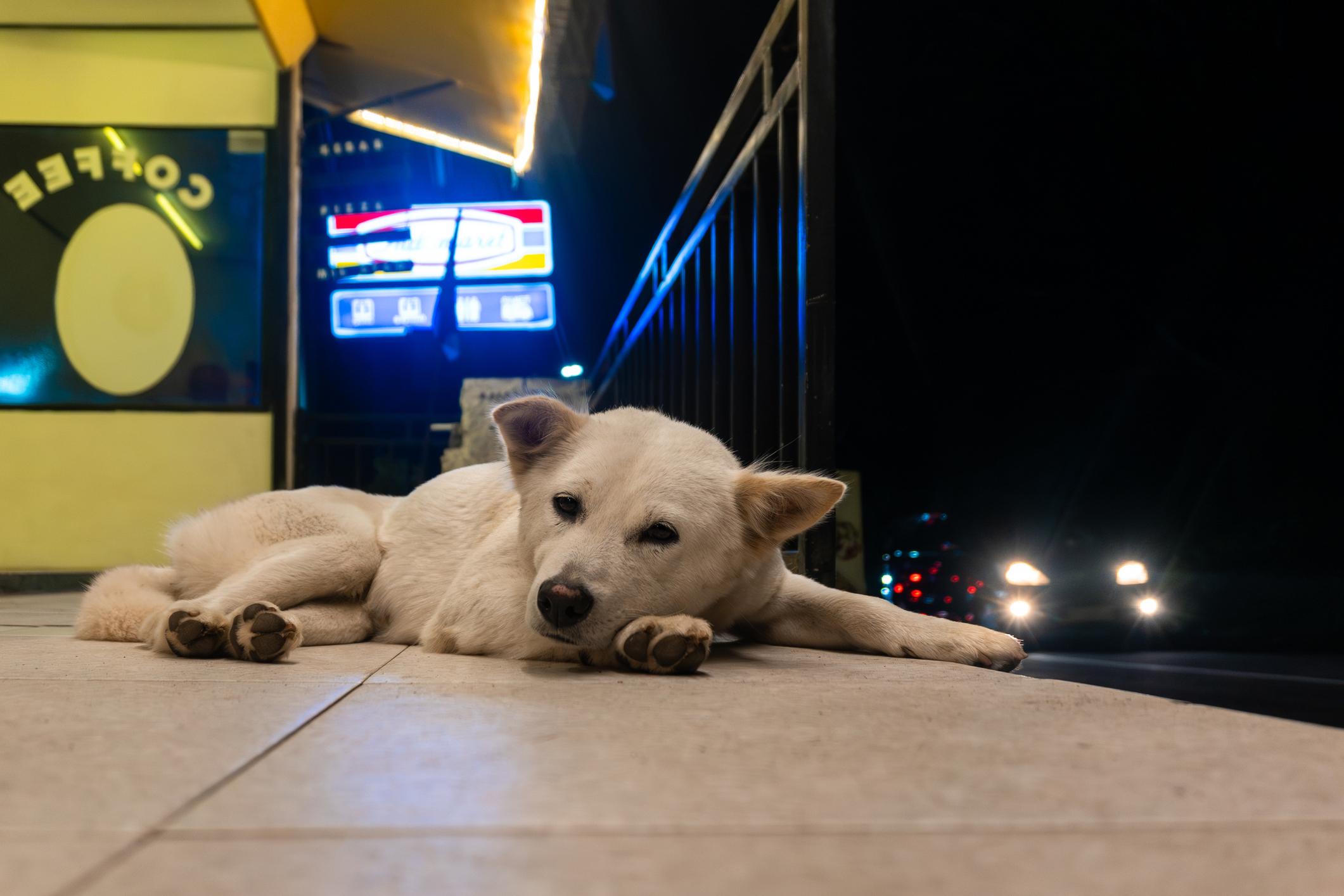Lasciato davanti a casa con un “torno subito”, Toto ha atteso 312 giorni il ritorno di don Ramiro. Poi è arrivata Lucía, la figlia.