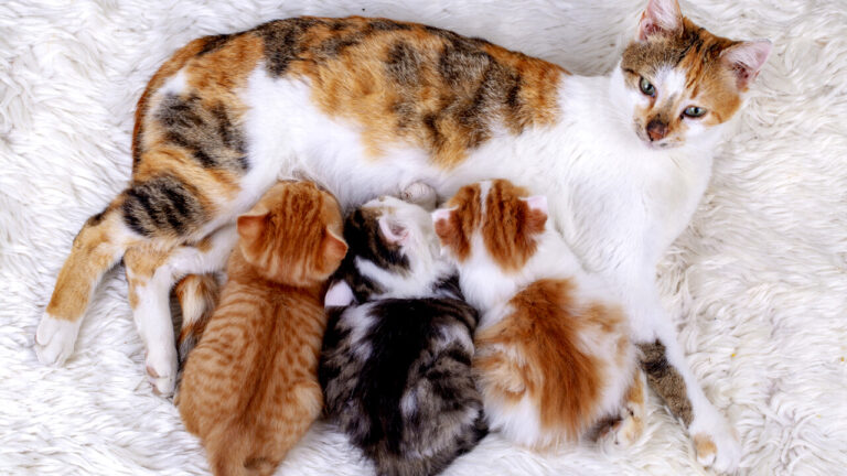Una gatta considerata sterile accoglie tre gattini appena nati trovati in un vicolo. Senza latte ma con istinto e dedizione, li cresce come una vera madre.