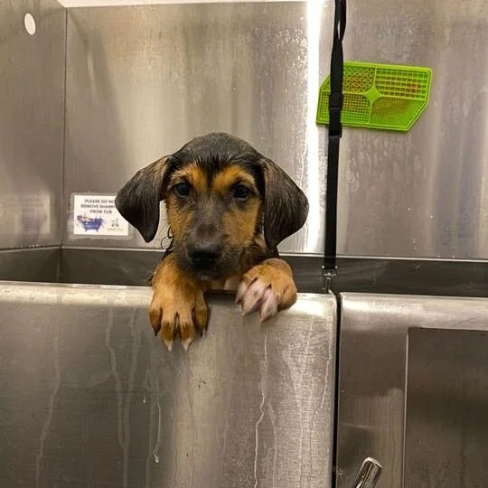 Dopo la perdita del suo cane, un ragazzo entra in un rifugio per adottare un cucciolo. Torna a casa con un cane adulto che diventerà il suo compagno inseparabile.