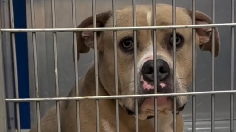 Entrato in canile tra silenzi e sguardi spenti, sceglie un cane anziano ignorato da anni. Oggi vive al sicuro e ha trasformato la solitudine in fiducia.