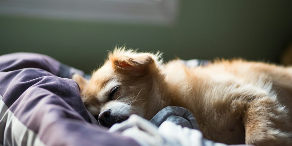 Quindici anni, cieco da un occhio e destinato alla soppressione: un viaggio di quattro ore ha cambiato il destino di un cane anziano che ora dorme finalmente al sicuro.
