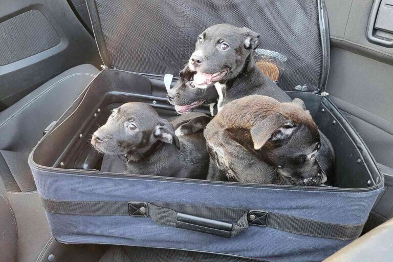 Una cagnolina incinta viene chiusa in una valigia con i cuccioli e lasciata in strada. Le foto diffuse online portano al salvataggio e all’adozione.