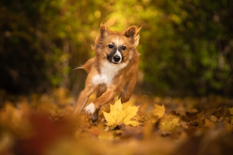 Un collare rosicchiato, una pallina rotta e ricordi ovunque in casa: così un cane immagina di lasciare in eredità l’amore vissuto insieme.