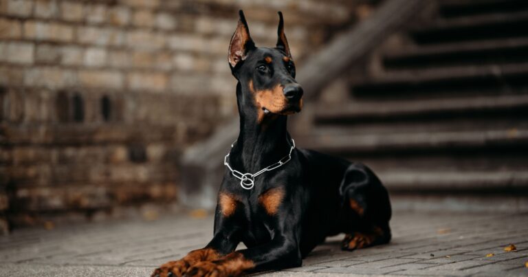 Due dobermann difendono la casa a Santiago durante un tentato furto. Mike viene accoltellato e muore, Rambo sopravvive e lentamente ritrova equilibrio.