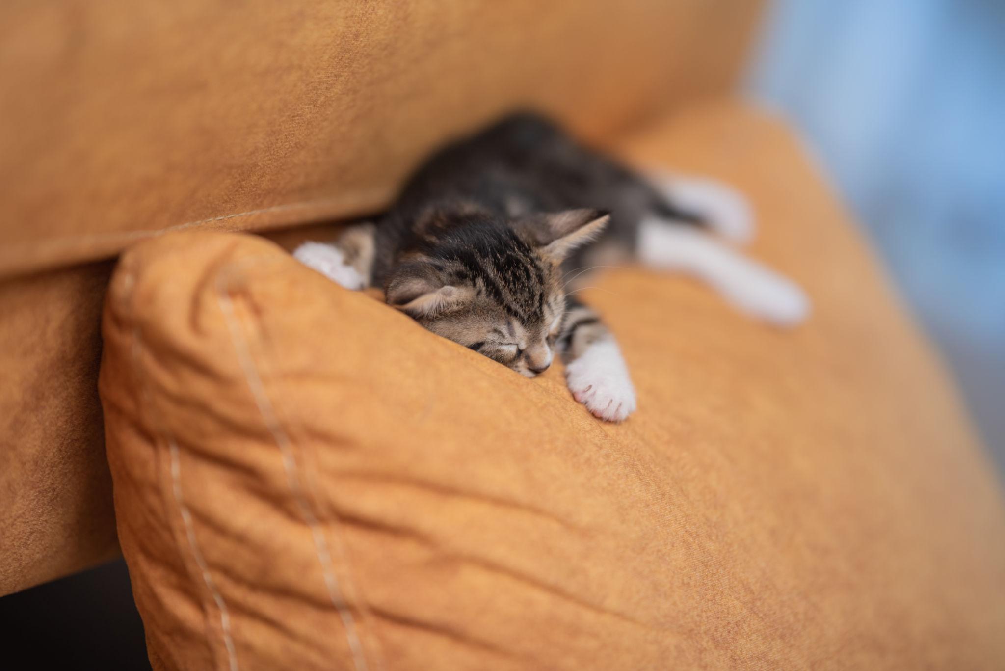 Una camminata senza meta si trasforma in un incontro inatteso: un gattino solo sul marciapiede si avvicina e cambia due vite.