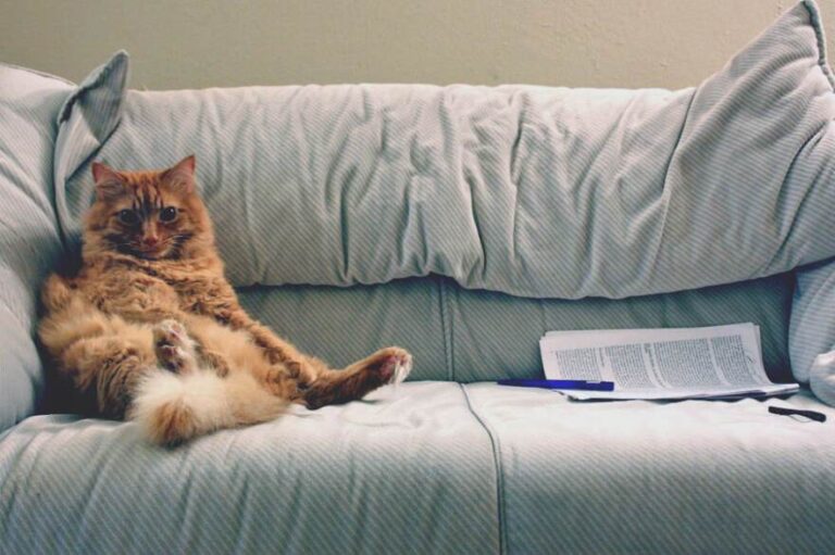 Ogni mattina il gatto del vicino entra in casa come un proprietario, pretende colazione e si accomoda sul divano, convinto di vivere lì.