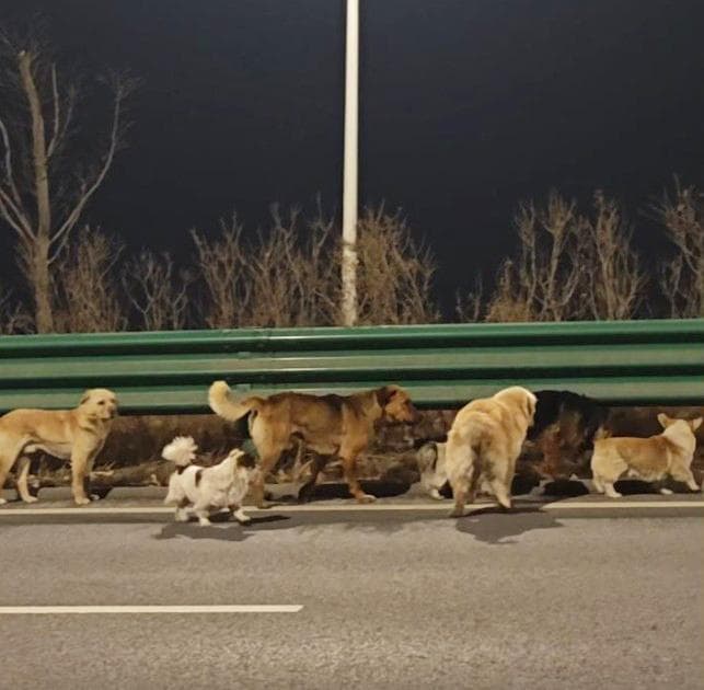 Sette cani rapiti riescono a fuggire durante il trasporto e, restando uniti, percorrono 17 chilometri fino a ritrovare le loro famiglie.