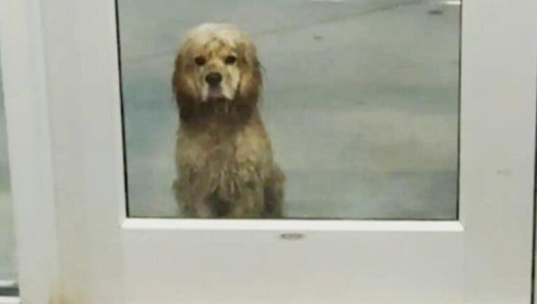 Una cagnolina adottata aspetta la sua padrona sotto un acquazzone fuori da una clinica, rifiutando di ripararsi e dimostrando una fedeltà che ha colpito presenti e personale.