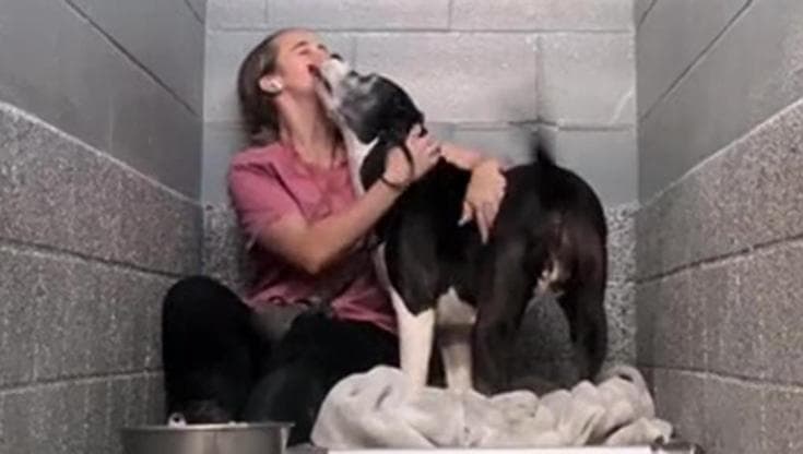 Una donna adotta un cane anziano in un rifugio e scopre, grazie al microchip, che è la sua Chloe scomparsa anni prima, dando vita a una reunion incredibile ed emozionante.