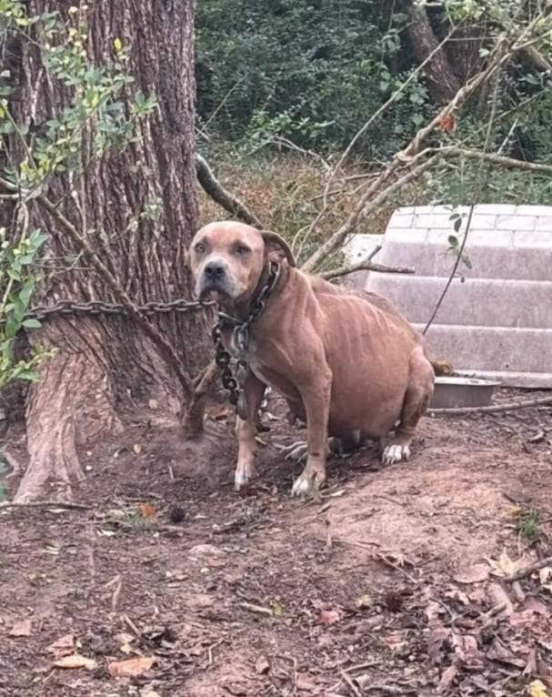 Trovata incatenata nel bosco e incinta, Hope resiste per giorni senza cibo né aiuto, sostenuta solo dall’istinto di proteggere i suoi cuccioli.