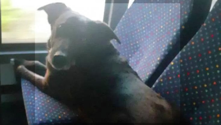 Un’autista nota un cane randagio sotto la pioggia, lo fa salire sull’autobus e gli offre riparo, trasformando un gesto semplice in una storia che colpisce.
