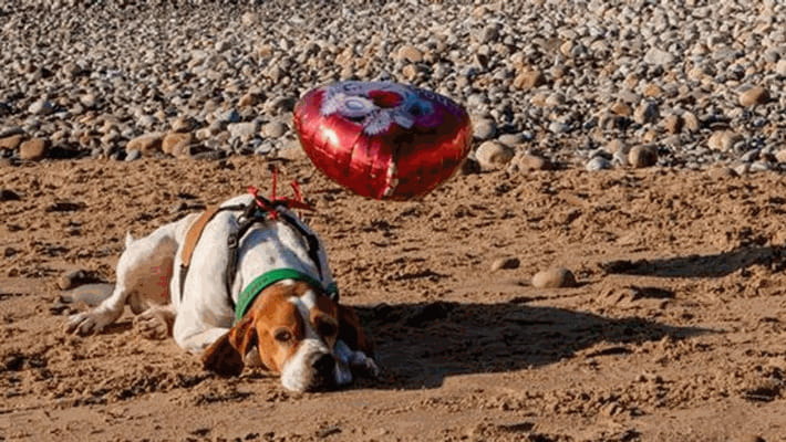 Un cagnolino si siede ogni giorno nello stesso luogo guardando il cielo: dietro quel gesto si nasconde una storia che colpisce chiunque lo osservi.