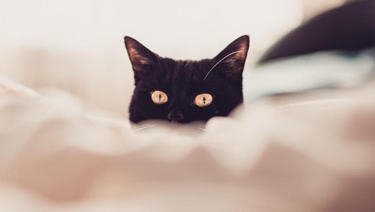 Trovata sola e affamata, una gattina cambia completamente vita grazie a un’adozione: oggi è serena, fiduciosa e piena di energia.