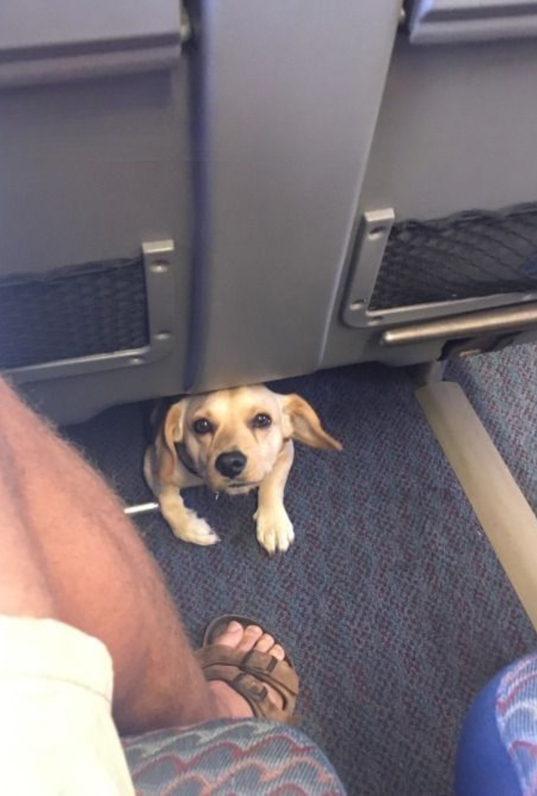 Su un treno ad alta velocità, un cagnolino curioso spunta sotto un sedile e conquista un passeggero, trasformando un viaggio ordinario in un momento speciale.