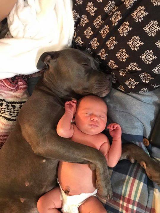 Una madre racconta il pregiudizio ricevuto in ospedale sul suo Pitbull, ma una volta a casa la realtà è completamente diversa.