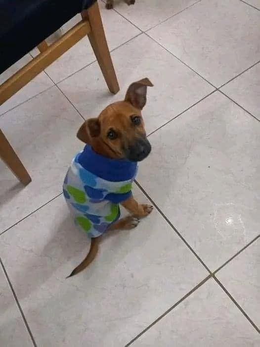 Un cucciolo abbandonato e in fin di vita viene salvato dal freddo: oggi Popcorn è al caldo, nutrito e finalmente al sicuro.