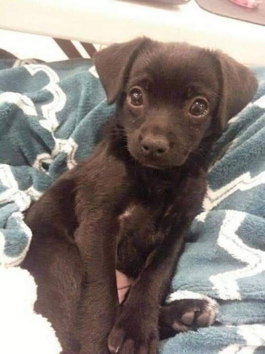 Un cane solo sul ciglio della strada incrocia lo sguardo di una donna: un attimo basta per cambiare il destino e iniziare una nuova vita insieme.