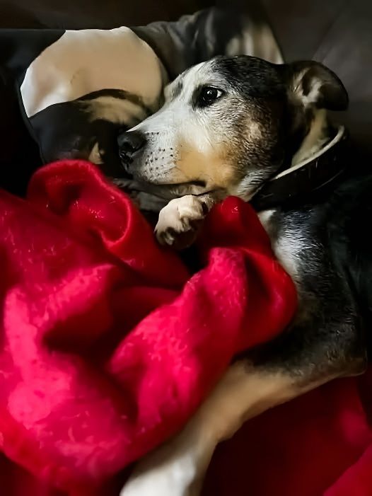 Un uomo saluta il suo cane dopo 15 anni insieme: un addio vissuto tra ricordi, gratitudine e un legame che ha segnato tutta la sua vita.