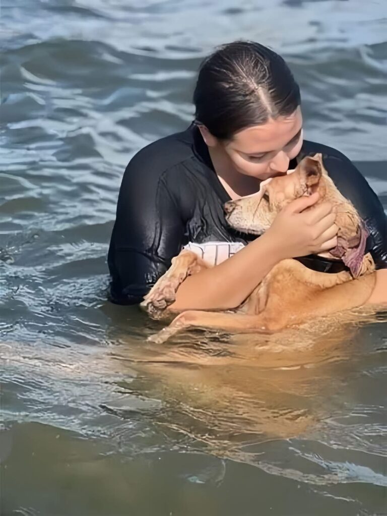 Noa, cagnolina salvata in gravi condizioni, trascorre l’ultimo giorno al mare con i volontari. Si spegne serenamente dopo mesi di cure e affetto.