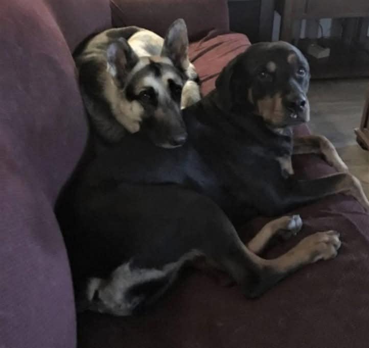 Dopo due lutti devastanti, una famiglia adotta un pastore tedesco gravemente ferito: un percorso difficile che si trasforma in una storia di rinascita e fiducia.