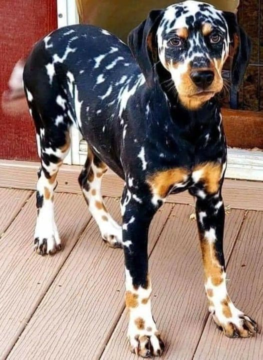 Una coppia entra in rifugio “solo per guardare”, ma uno sguardo cambia tutto: adottano un cane spaventato senza passato conosciuto.