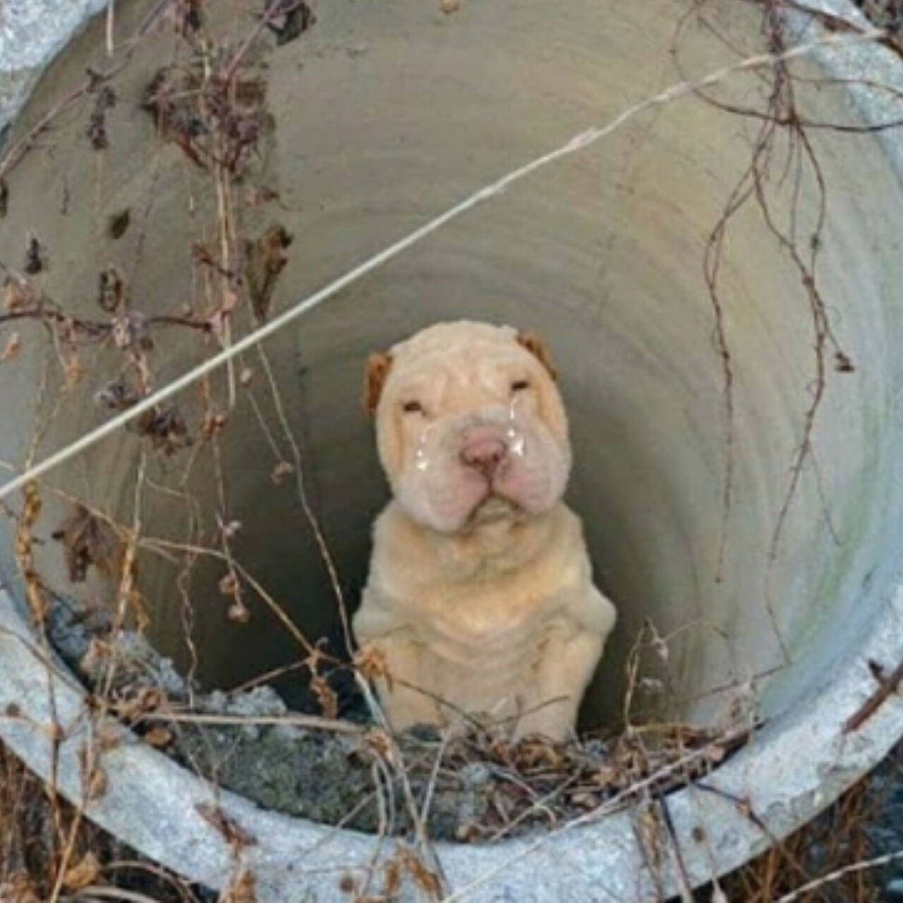 Un cane trovato in condizioni critiche e incapace di muoversi viene salvato, curato e aiutato a tornare a vivere grazie a una sedia a rotelle.