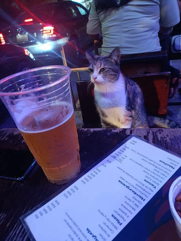 Un gatto entra in un bar di quartiere, si siede al tavolo come un cliente e passa la serata accanto a un avventore, attirando curiosità e sorrisi.