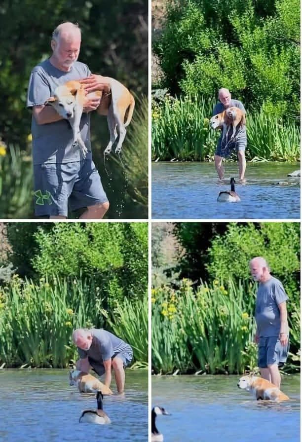 Un uomo accompagna ogni giorno la sua cagnolina anziana e paralizzata nel fiume, permettendole di muoversi nell’acqua e vivere momenti di libertà.