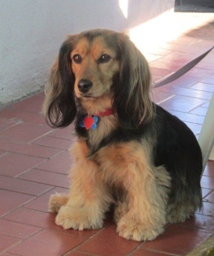 Una cagnolina abbandonata legata a un albero viene salvata e adottata, diventando subito parte di una nuova famiglia che la aspettava senza saperlo.