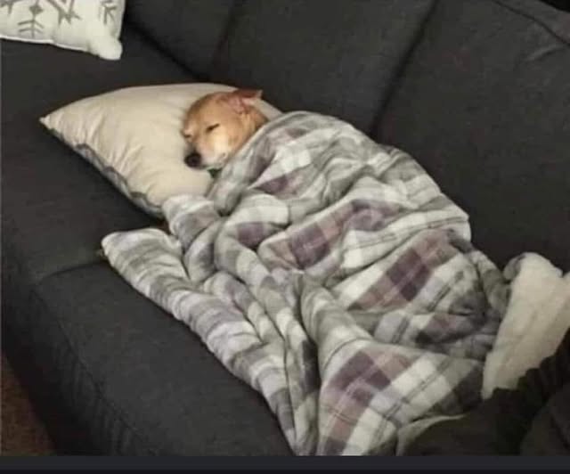 Un cane randagio, ignorato da tutti mentre cercava cibo, viene salvato e adottato: oggi è al sicuro, nutrito e finalmente sereno.