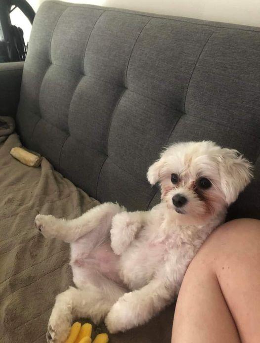 Una cucciola abbandonata tra i rifiuti viene salvata e adottata: oggi ha una casa e mostra solo affetto nonostante il passato.