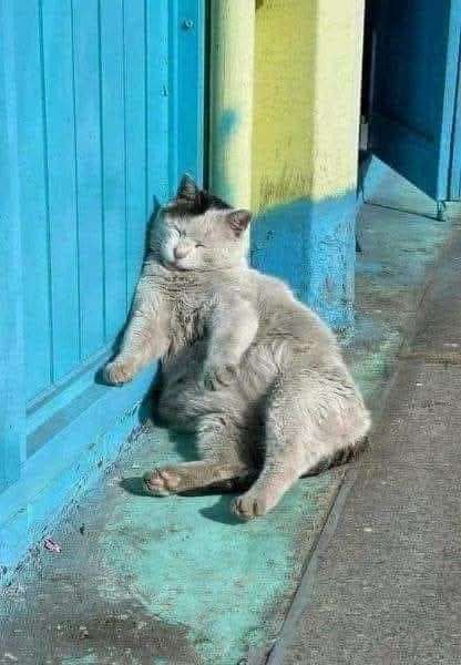 Un gatto sporco può indicare grave disidratazione: senza acqua sopravvive pochi giorni. Riconoscere il segnale e intervenire può fare la differenza.