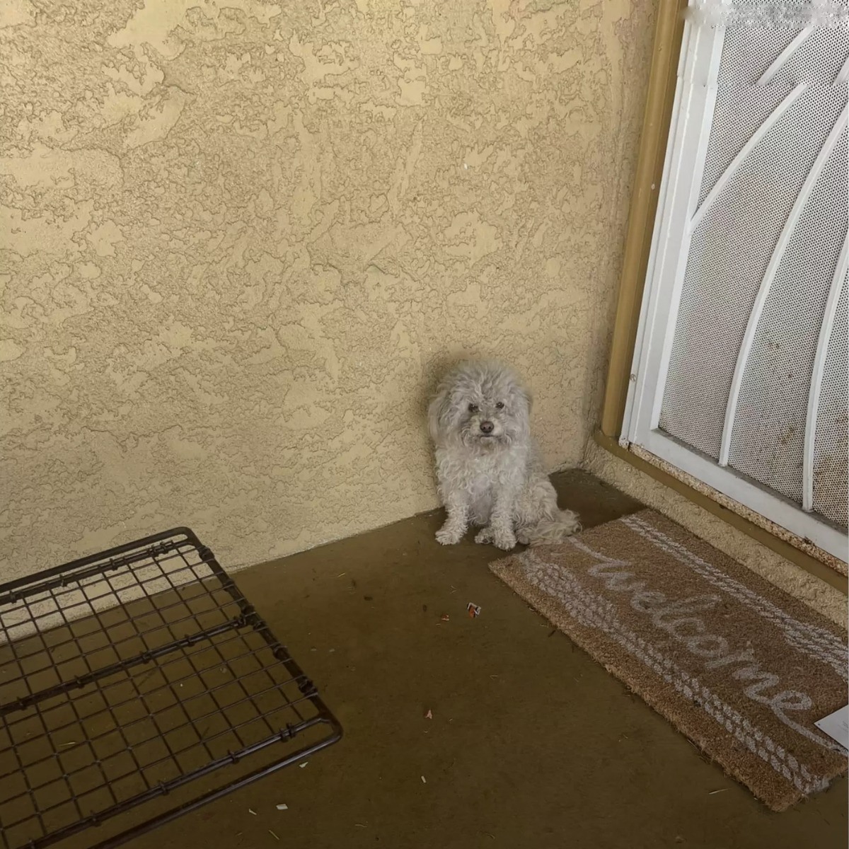 Un cane senza famiglia vaga per giorni tra le case del quartiere, finché si ferma davanti a una porta e viene accolto definitivamente.