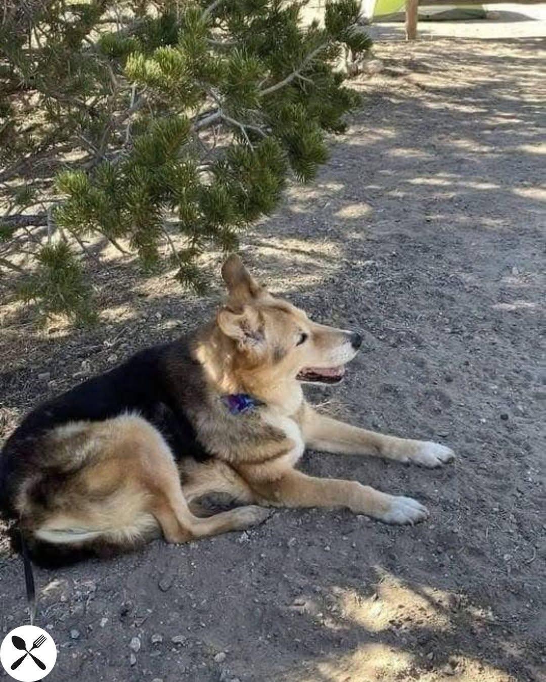 Una cagnolina riesce a mettere in fuga un ladro dopo essersi liberata da sola, vivendo poi una lunga vita fino ai 16 anni accanto alla sua famiglia.