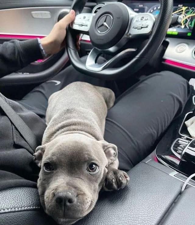 Un cane lasciato dal precedente proprietario viene adottato e trova una nuova casa, iniziando un percorso diverso fatto di stabilità e accudimento.