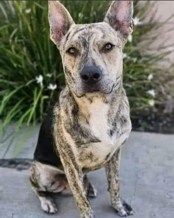 Un cucciolo sconosciuto resta tutto il giorno davanti a una casa, si allontana e poi torna, trovando riparo sul portico e attirando l’attenzione della proprietaria.