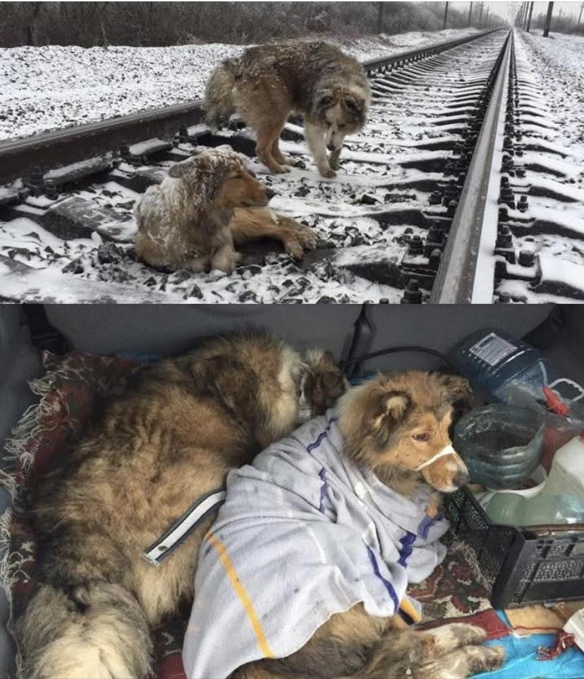 Due cani restano bloccati sui binari per due giorni: lui protegge la sorella dal treno abbracciandola fino al passaggio del convoglio, salvandole la vita.