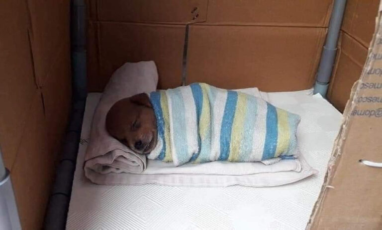 Durante una notte gelida trova un cane tremante fuori casa e, impossibilitato ad accoglierlo dentro, gli prepara un riparo sicuro in giardino per salvarlo.