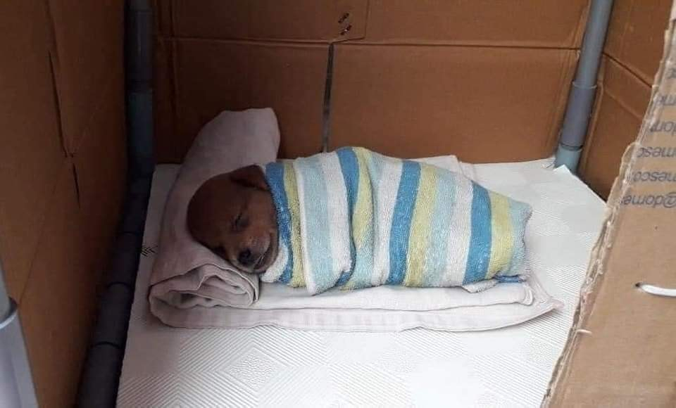 Durante una notte gelida trova un cane tremante fuori casa e, impossibilitato ad accoglierlo dentro, gli prepara un riparo sicuro in giardino per salvarlo.