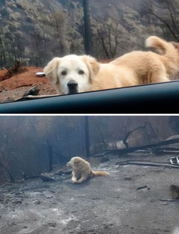 Dopo un incendio che ha distrutto un’abitazione, un cane resta tra le rovine ad attendere il ritorno della famiglia, diventando simbolo di fedeltà.