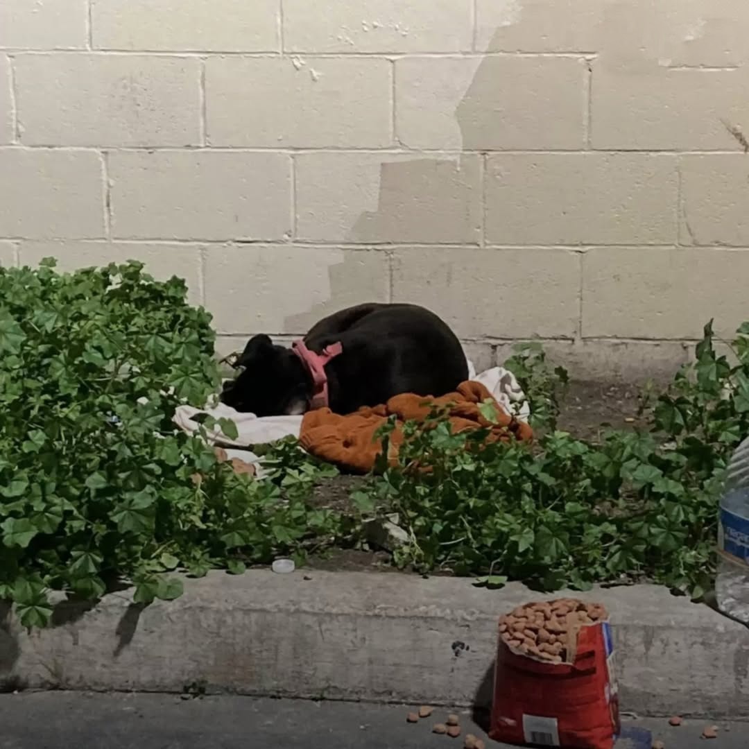 Una cagnolina viene lasciata in strada con i suoi oggetti, resta immobile per giorni aspettando il ritorno della famiglia che l’ha abbandonata.