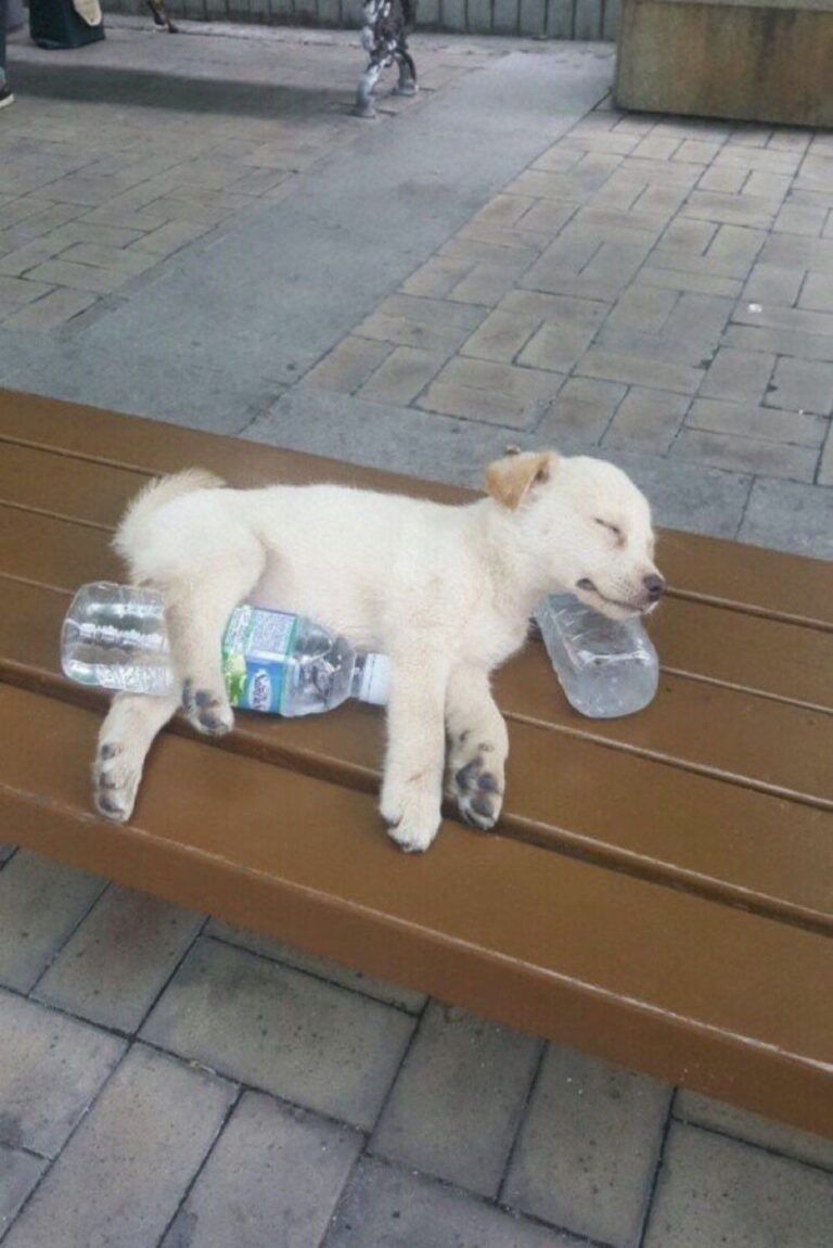 Un cucciolo viene abbandonato dopo una sosta mattutina. Rimane a dormire nel luogo in cui è stato lasciato, ignaro dell’abbandono e in attesa del ritorno.