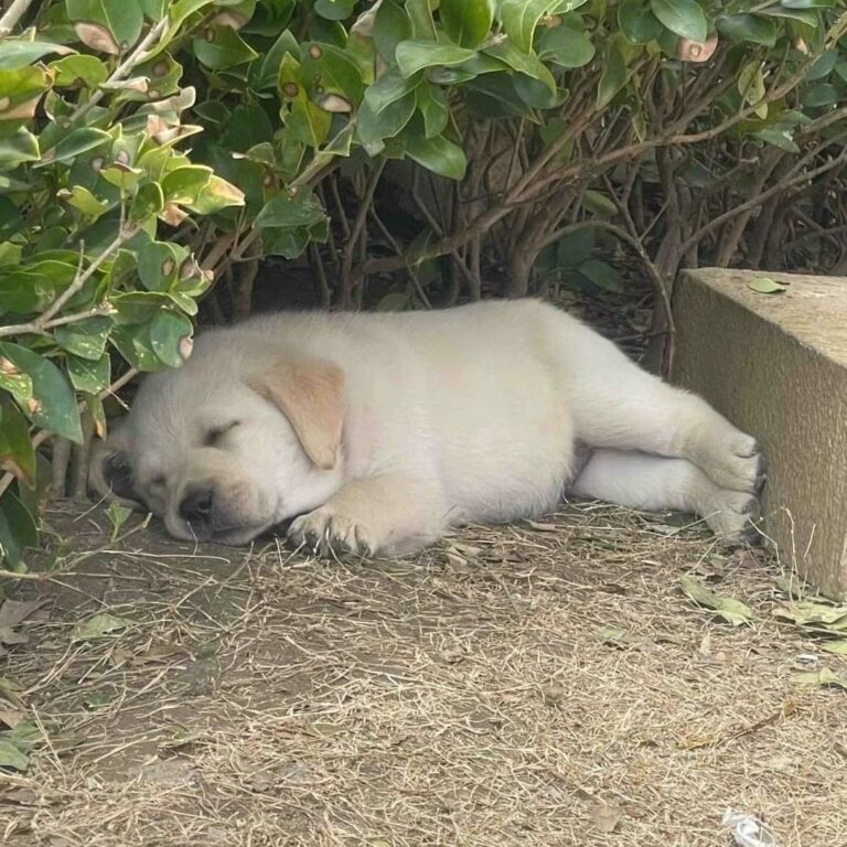 Durante una semplice uscita trova un cane addormentato tra i cespugli, solo e senza collare. Decide di aiutarlo e cambia il suo destino.