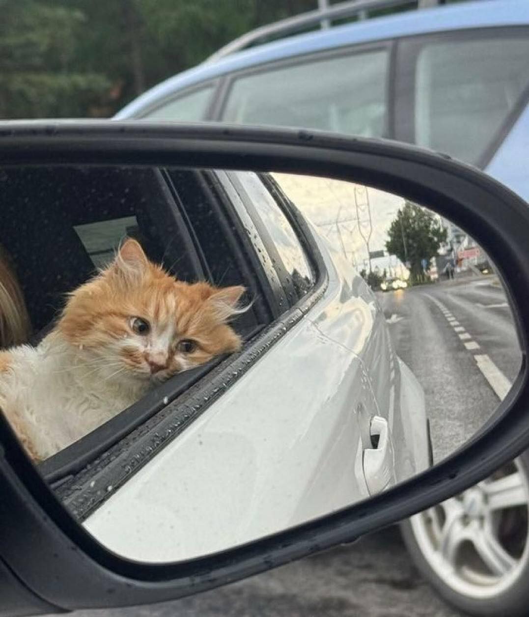 Un gatto viene trovato bagnato e immobile sul ciglio della strada. Un passante decide di portarlo via con sé e offrirgli una nuova possibilità.
