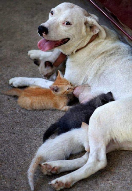 Durante una passeggiata viene osservata una cagnolina randagia mentre allatta alcuni gattini, non suoi, offrendo loro nutrimento e protezione in strada.