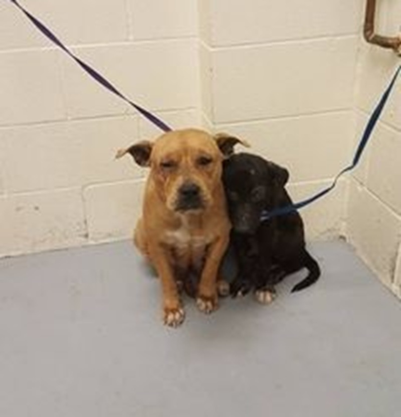 Due cani vengono trovati rannicchiati insieme in un ambiente spoglio, immobili e silenziosi, mentre si sostengono a vicenda in una situazione di forte stress.