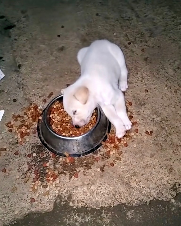 Un cane affamato riceve del cibo e, dopo aver mangiato con urgenza, si addormenta nella ciotola, esausto e finalmente al sicuro.