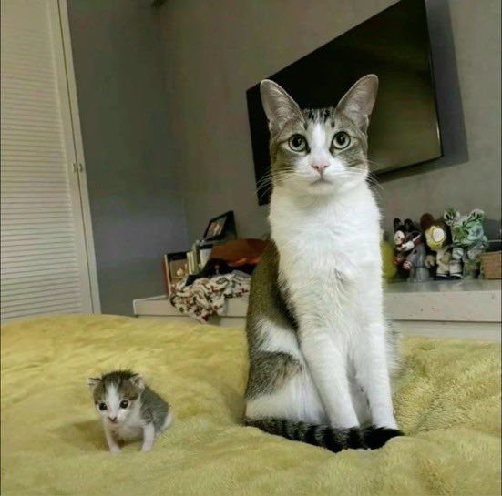 Sterile e senza cuccioli, una gatta adottata trova un piccolo abbandonato e lo depone ai piedi della sua famiglia umana, come se chiedesse di salvarlo.