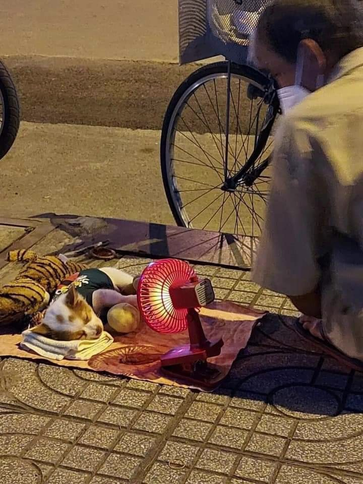 In piena notte, su un marciapiede, un uomo senza casa sistema coperta, cuscino improvvisato e ventilatore per far dormire sereno il suo cane.