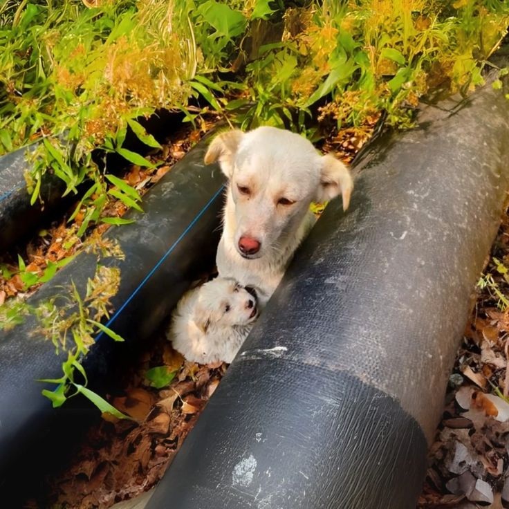 Uscito per una semplice passeggiata nel bosco, un uomo trova una cagnolina e il suo cucciolo nascosti tra due tubi e decide di portarli a casa.